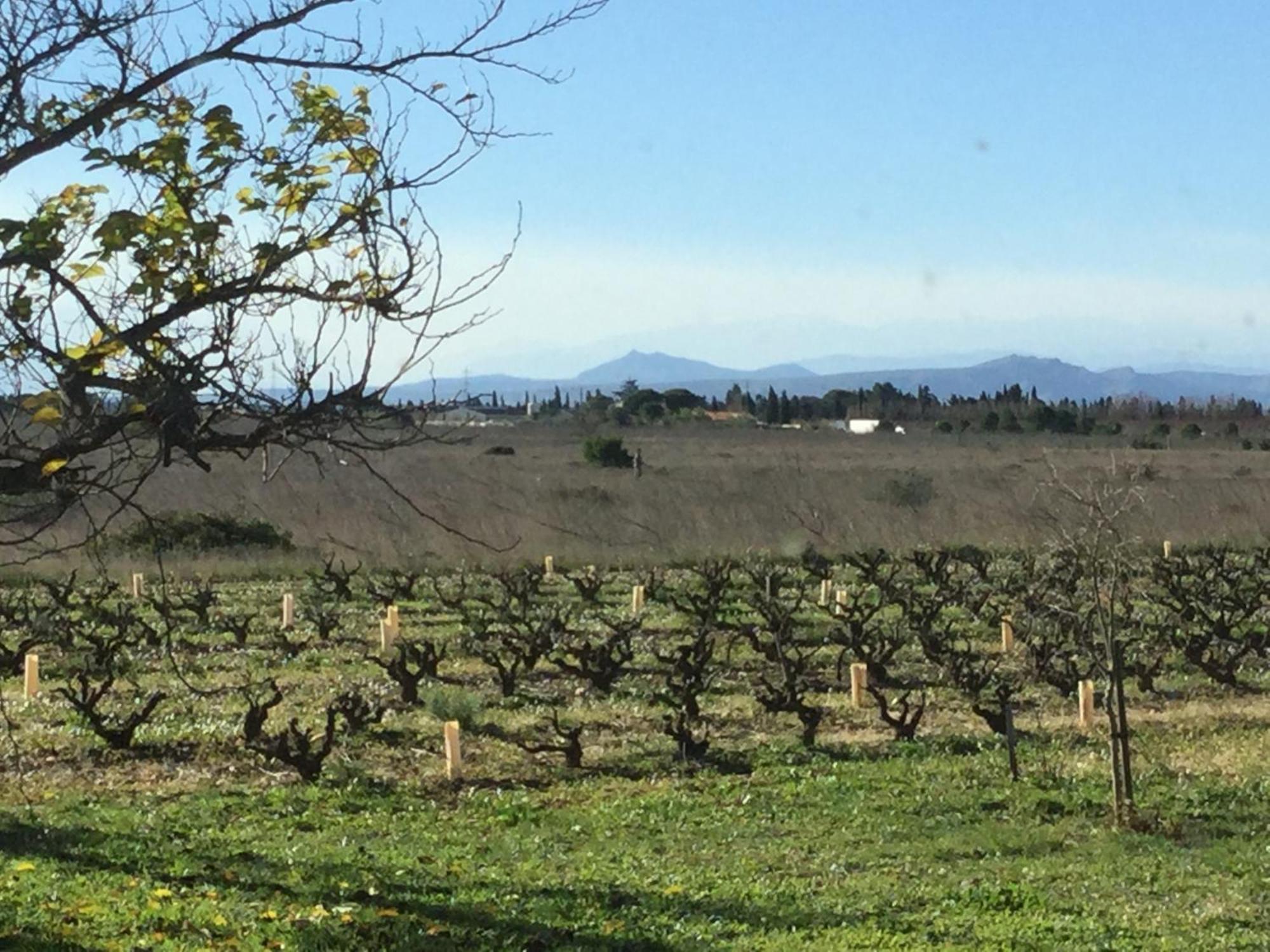 مبيت وإفطار Saint-Hippolyte  Mas Soleil Et Vignes المظهر الخارجي الصورة
